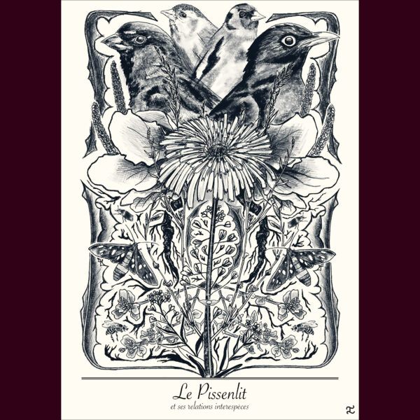 Carte postale Pissenlit et ses interespèces (recto)